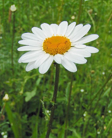 Leucanthemum ircutianum