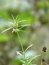 Common Leucas (Leucas aspera)