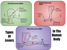 The different types of levers in the human body. These levers consisting of First Class Lever, Second Class Lever, and a Third Class Lever. Levers in the Human Body.pdf