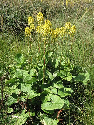 <i>Ligularia sibirica</i> Species of flowering plant