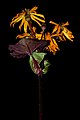 * Nomination: Flowering Ligularia dentata ‘Desdemona’. --Bff 22:39, 9 April 2020 (UTC) * * Review needed
