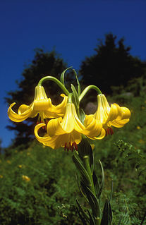 <i>Lilium rhodopeum</i> Species of lily