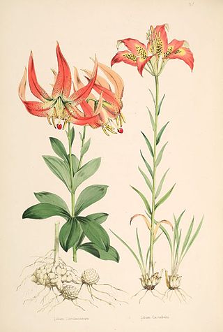 <i>Lilium michauxii</i> Species of lily