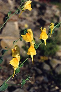 <i>Linaria dalmatica</i> Species of flowering plant