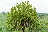 Tilia after coppicing, Vogelsberg Mountains