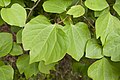 クロモジ属 ダンコウバイ Lindera obtusiloba