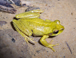 Revealed frog Species of amphibian