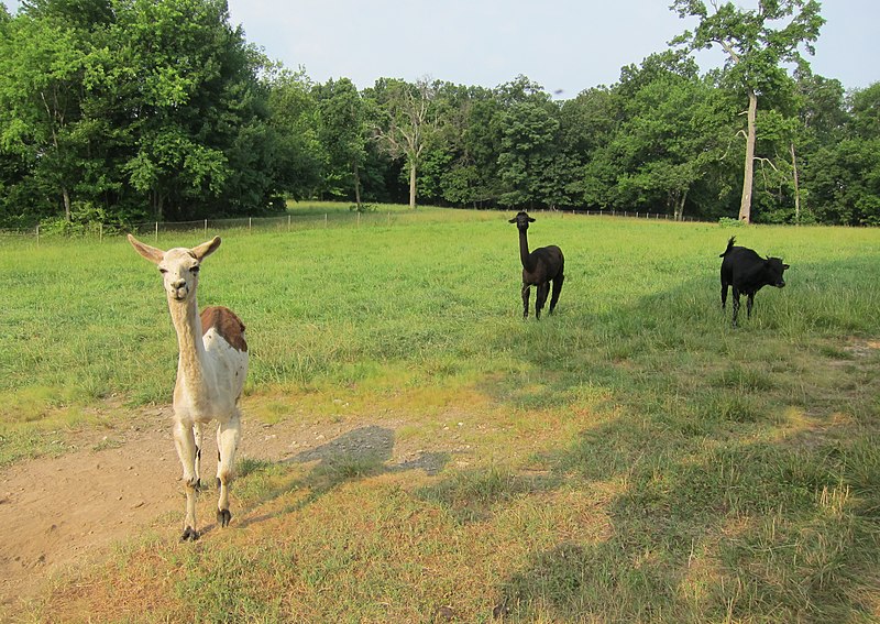 File:Llama, Alpaca and Steer on Slidell Rd - panoramio.jpg