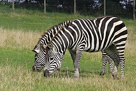 Steppenzebras