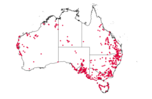 Lotus australis AVH catatan-2021-10-22.png