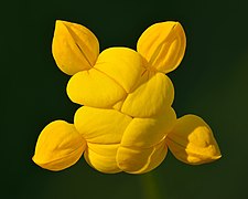 Lotus corniculatus infloerscence - Keila.jpg