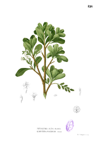 Lumnitzera racemosa Blanco1.126.png