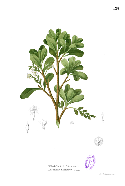 File:Lumnitzera racemosa Blanco1.126.png