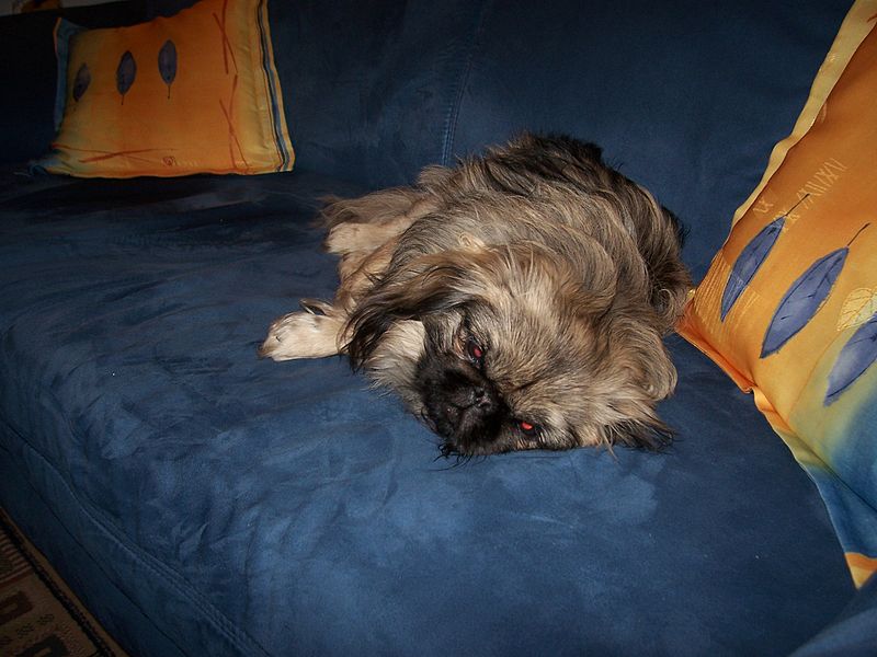 File:Lying dog.jpg