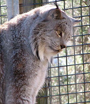 Zoologia Lynx: Descrizione, Biologia, Tassonomia ed evoluzione