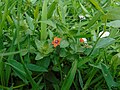 Lysimachia_arvensis Cast: pimpinela escarlata