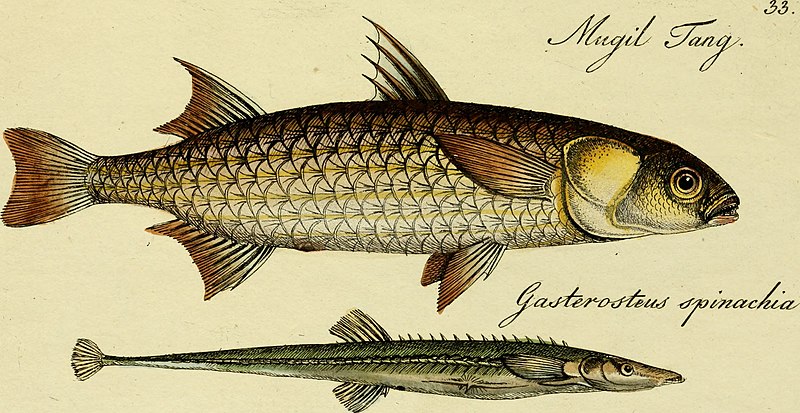 File:M.E. Blochii Systema ichthyologiae iconibus CX illustratum (1801) (14766077742).jpg