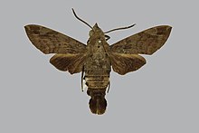 Macroglossum tenimberi BMNHE813833 мъжки up.jpg