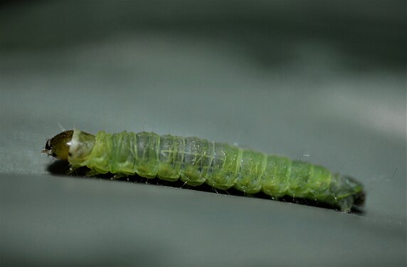 Caterpillar