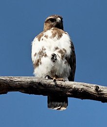 Мадагаскар Buzzard.jpg