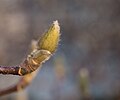 * Nomination Unidentified tree buds at the Brooklyn Botanic Garden. --Rhododendrites 22:16, 22 January 2017 (UTC) * Promotion Good quality. --Peulle 08:10, 23 January 2017 (UTC)