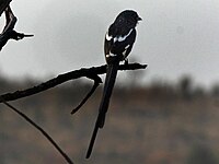 Shrike, Magpie Corvinella melanoleuca