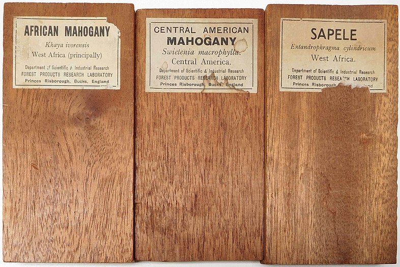 Samples of wood of three species including mahogany, looking similar