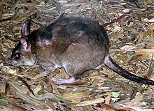 Малагасийский giant.rat.arp.jpg