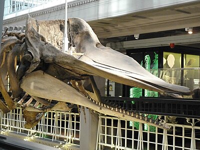 Manchester Sperm Whale, in 2023 (Manchester Museum)