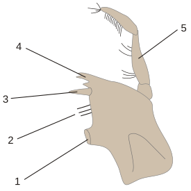 Общий план строения мандибулы перакарид: 1 — «коренной зуб», 2 — ряд игл, 3 — Lacinia mobilis, 4 — «резец», 5 — щупик (пальпа)