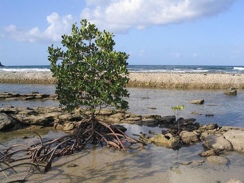 Mangrove snapper - Wikipedia