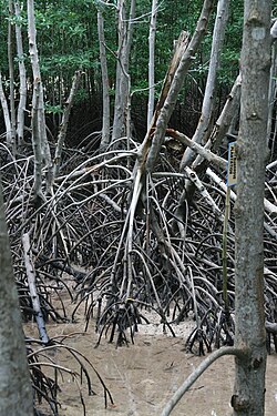 Mangrove at Obo‑ob