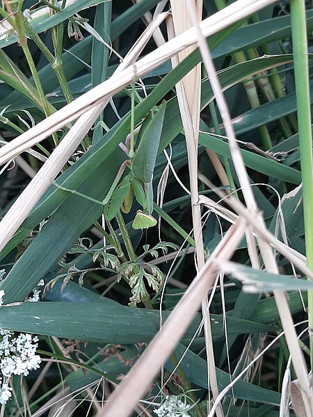 File:Mantis in Hiding, Destenika, Greece 20190820.jpg