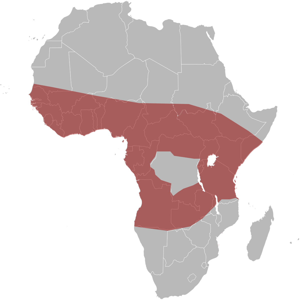 Cobra Mapa da África em COQUINHOS