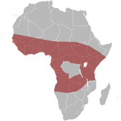 Map-Africa snakes Naja-nigricollis.svg