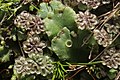 Marchantia polymorpha, männliche Gametangienträger