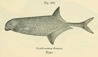 <i>Marcusenius thomasi</i> Species of ray-finned fish