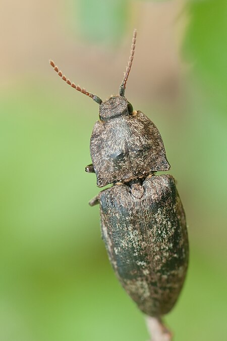 Agrypnus murinus