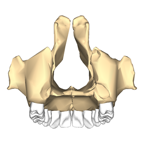 File:Maxilla close-up posterior.png