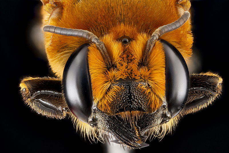 File:Megachile lanata, female BIML USGS.jpg