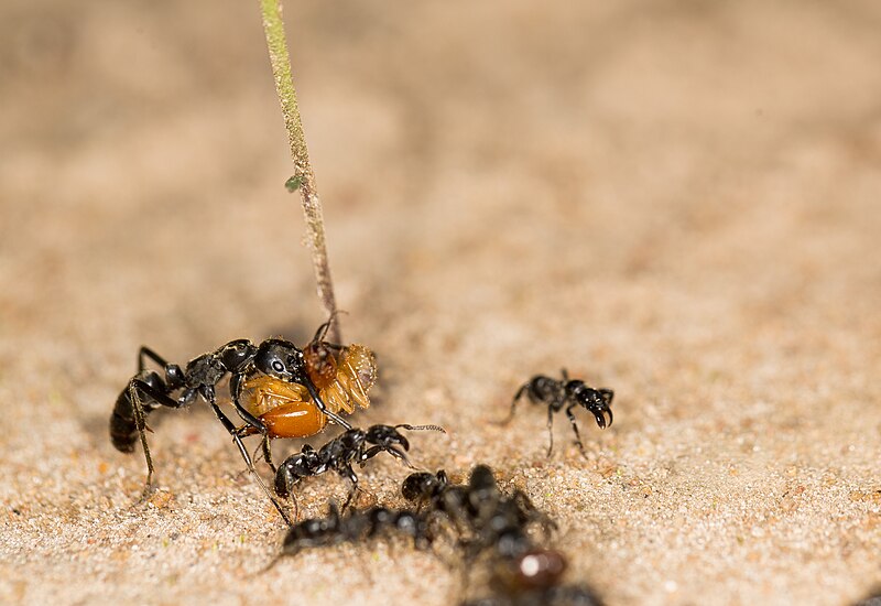 File:Megaponera analis major with termites.jpg