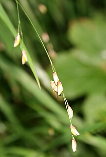 <i>Melica uniflora</i> Species of grass