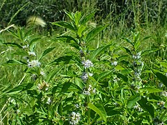 Mentha arvensis - wild mint - 53065677196.jpg