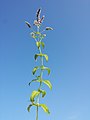 Mentha longifolia sl5.jpg