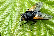 Mesembrina.meridiana.female.jpg