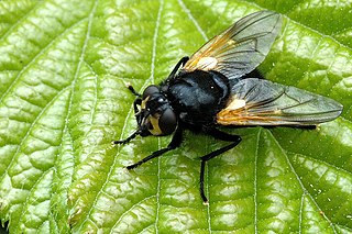 <i>Mesembrina</i> Genus of flies