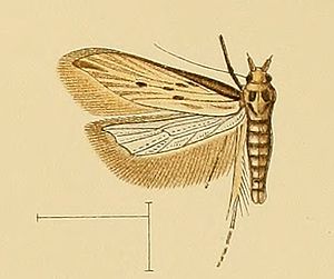 Metzneria torosulella.jpg