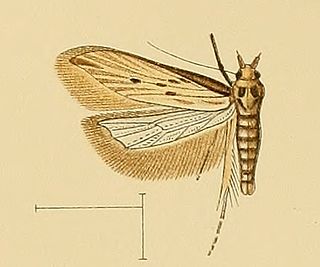 <i>Metzneria torosulella</i> Species of moth