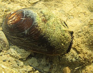 <i>Microcondylaea bonellii</i> Species of bivalve