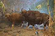 India: Gaur